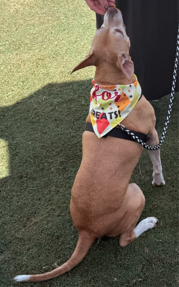Bandanas